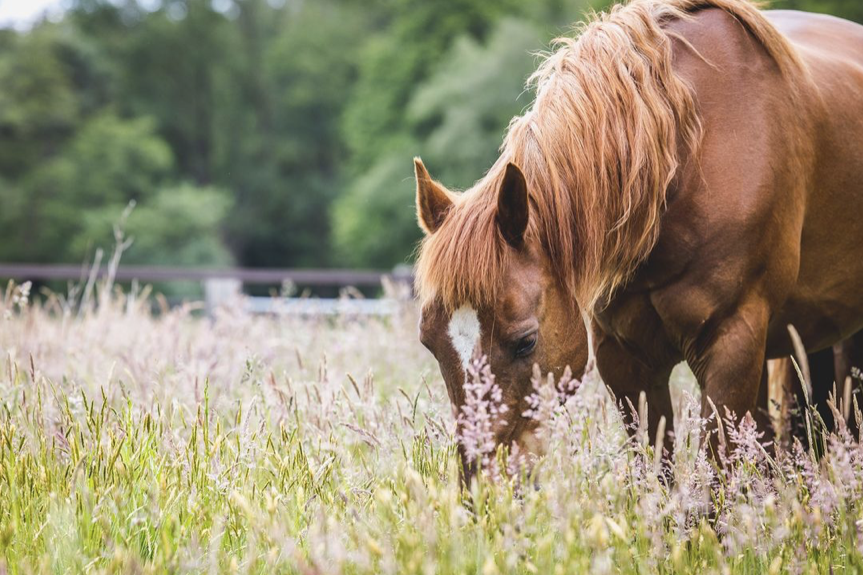 weidebeheer en ruwvoer aanvullen weidehooi